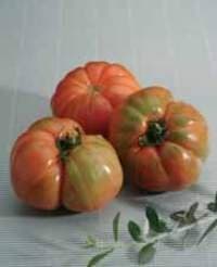 ROCALBA Seed Tomato RAF 10UD