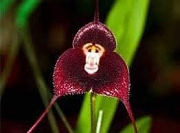 100 Monkey Face Orchid Flower Seeds Maroon.