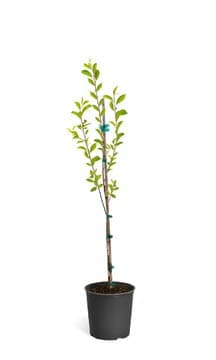 Contender Peach Tree - 2-3 ft.