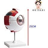 FENHAR 6X Giant Eye Anatomical Model Large Eyeball Structure Model Teaching Medical Demonstration Model 6.3”*5.9”*9.84”