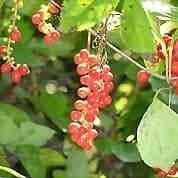 Arnica Flower Herb Whole 1lb