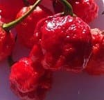 CAROLINA REAPER HOT PEPPER SEEDS
