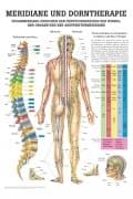 Meridians & thorough therapy: connection between the functional circles of the vertebrae, organs and acupuncture meridians