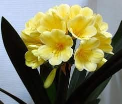 Elwyn 5 Clivia Flower Seeds Deep Yellow.