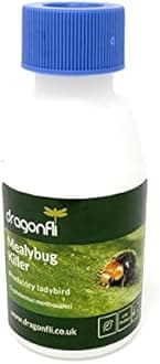 Dragonfli Mealybug Killer Predators - Cryptolaemus montrouzieri Adults Control Mealybug Indoors (500)