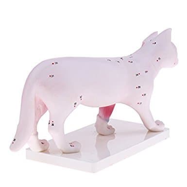 Feline Acupuncture Points Model with Authoritative Booklet Cat