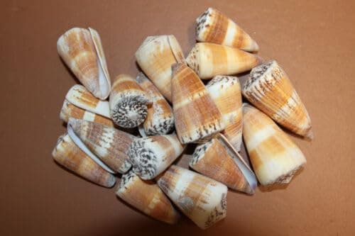 Vintage CONUS PLANORBIS Cone-shaped seashell for shell crafting! SS-294 10 Shells