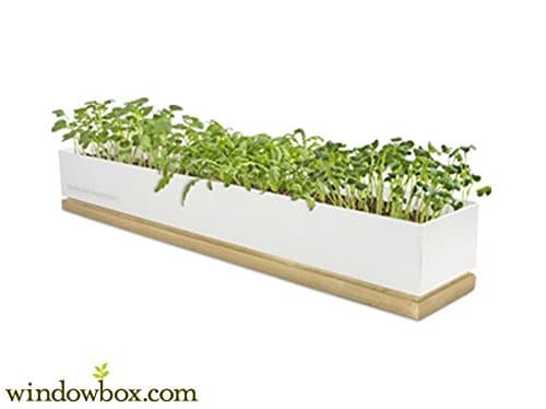 Micro Greens Grow Box - Veggie Micro Greens