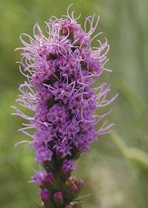 Spiked Blazing Star (Liatris spicata), Seed Packet, True Native Seed