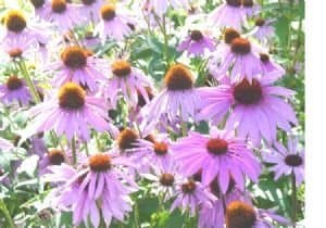 1,200 Purple Coneflower Seeds