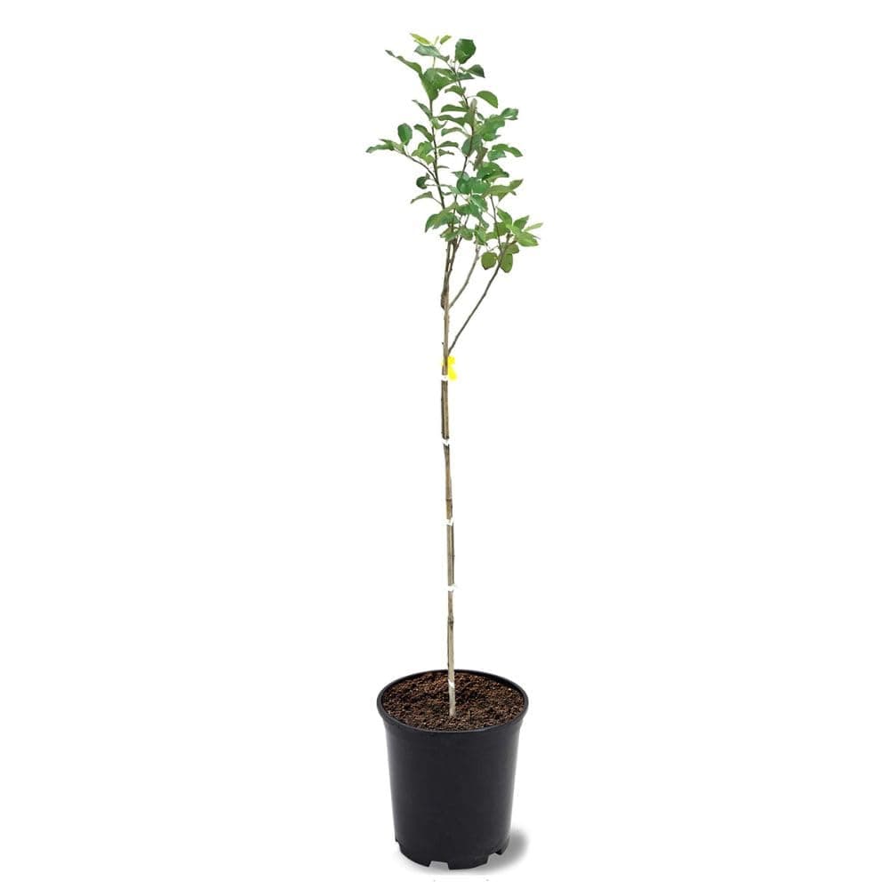 Red Delicious Apple Tree, Deciduous, Fruit Bearing, Fast Growing, 1 gal Nursery Pot, 2-3 ft. Tree Height (Due to Agricultural Laws, we Cannot Ship to CA, AZ, AK, or HI)