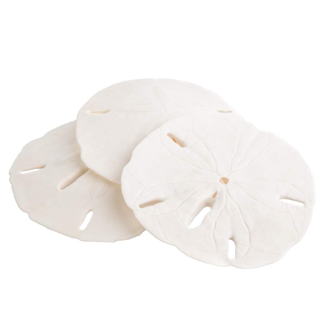 (3) - Sand Dollar Real Sand Dollars 3" - 3" (Set of 3) Sand Dollar Shells Nautical Crush Trading TM