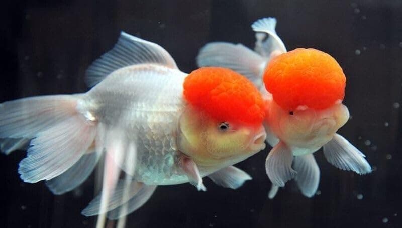 midkidLive Fish - 3 Red Cap Oranda Goldfish, 1 Count (Pack of 1)