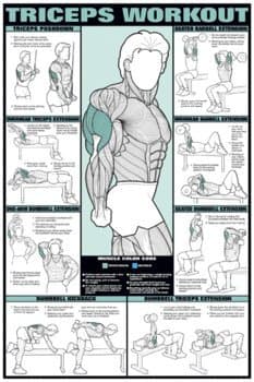 Tricep Workout Laminated Poster 24" x 36"
