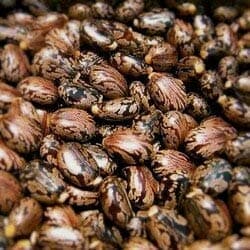 IndoHerbal Marini Castor Seeds (100 g)