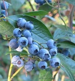 50 Highbush Blueberry Seeds Blueberries