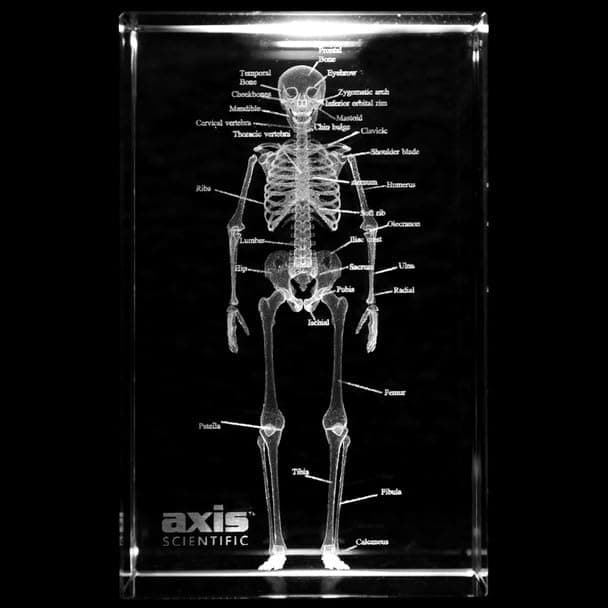 Axis Scientific 3D Etched Glass Human Skeleton Model - Made from Thick Durable Glass - Perfect for Gifting and Display - Laser Etched - Great for Home or Office