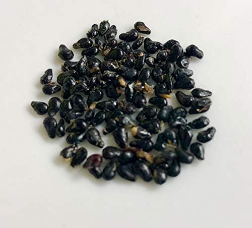 Yellow Dragon Fruit 25 Seeds