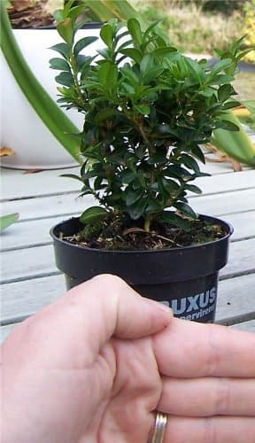 20 x 9 cm pots Buxus sempervirens Box Hedging Garden Hedge Plants - Sent in pots