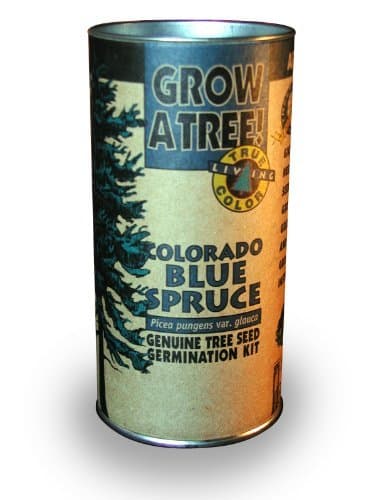 Jonsteen Growing Kit - Colorado Blue Spruce Tree