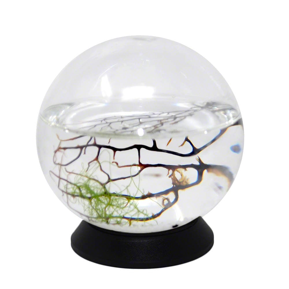 Closed Aquatic Ecosystem, Small Sphere, with Revolving Base, 4" Diameter Small Sphere, Model:Small Sphere with Base