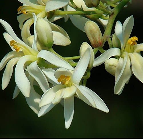 40 Green Plant Moringa Seeds