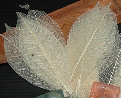 Rubber Tree Skeleton Leaves Appx 5 Inches Long Pack of 100 Pcs. Product of Thailand