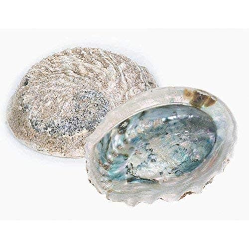 Large abalone shell smudge bowl 6" (15cm) for sage or cedar smudging sacred blessing