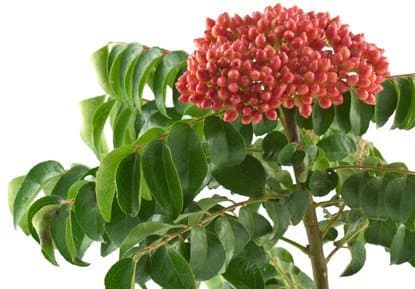 Murraya koenigii Curry Tree 10 fresh seeds