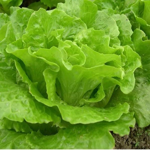 Willvine High Quality Fresh Iceberg Lettuce-VS-11I