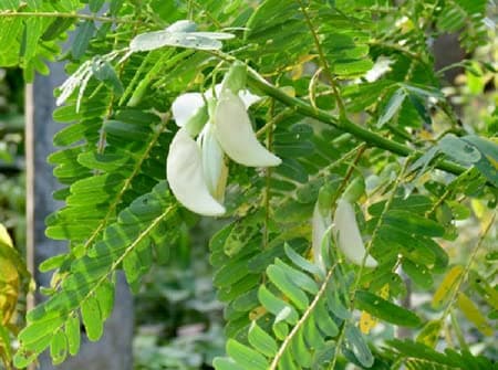 Agat tree seeds