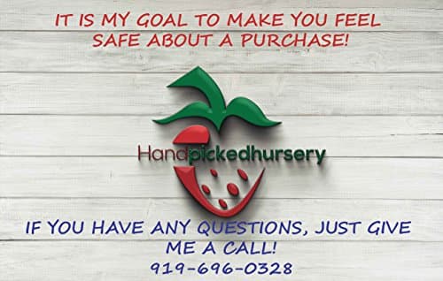 10 Flowering Dogwood Tree Seeds