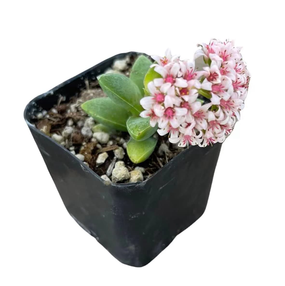 Live Succulent Plants from USKC (2" Pot Crassula 'Spring time')