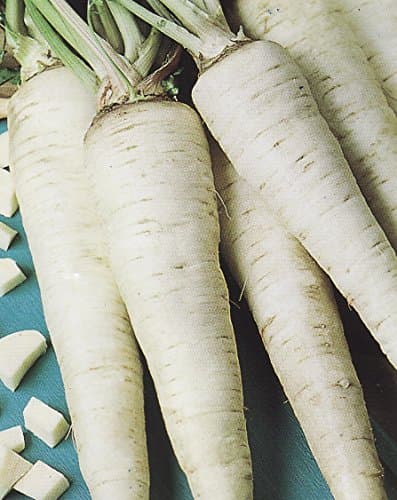 Parsley Seeds Sugar Root from Ukraine