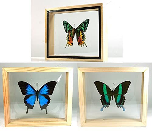 3 Double Side Glass Frame Real Beautiful Butterfly Display Insect Taxidermy Home Decor #01