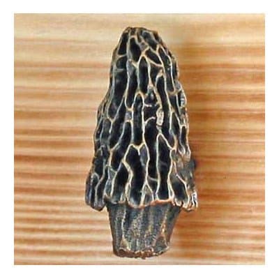 TimberBronze53 F-KBPL-MRV-B Morel-Vertical Mushroom Knob, Basic Patina
