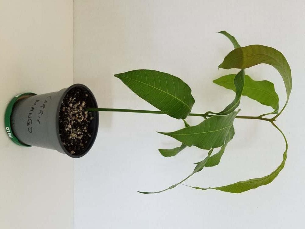 Artistic Solutions Carrie Baby Mango Tree Seedling - Approx.10"-12"H ~"The Sweetest Mango in Existence" Small Apt/Condo Dwarf Size Tree