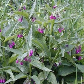 HEIRLOOM NON GMO Comfrey 10 seed
