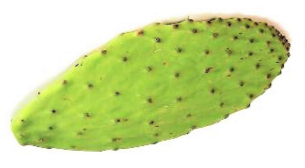 Prickly Pear Cactus Plant Live Opuntia