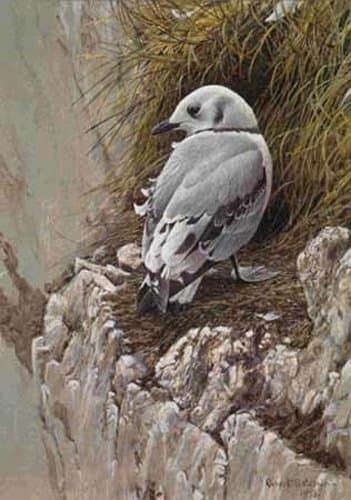 Robert Bateman - Young Kittiwake