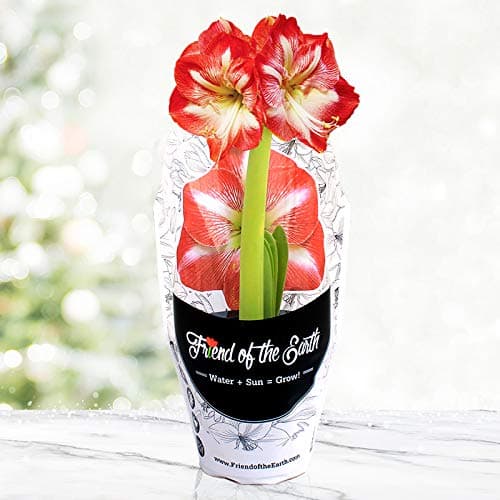 Minerva Potted Amaryllis – Gift Ready, Includes Bulb, Soil & Container