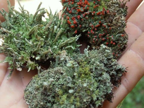 3 Pc. Live British Soldier Pixie Cup Pityrea Cladonia Lichen Combo Kit for Terrariums, Fairy Gardens & Crafts