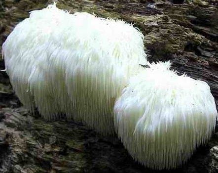 Lions Mane Mushroom Growing Spawn Plugs 40 count