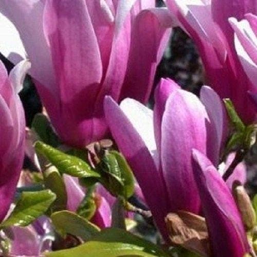 Magnolia Susan Tree 2-3ft Supplied in a 3 Litre Pot
