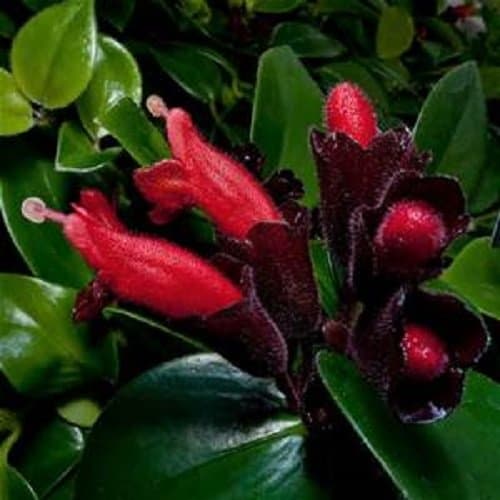 Red Flowering Lipstick Starter Plant