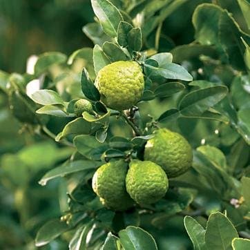 Kaffir Lime Tree- Grafted Semi-Dwarf Kaffir Lime (Thai Ma-grood)