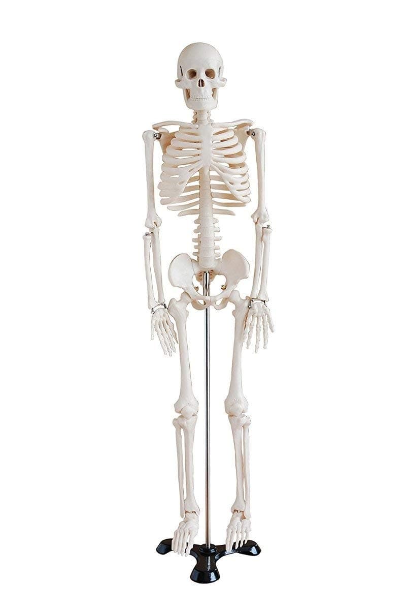 mLabs Anatomical Model Human Skeleton Model 85CM 33.5 Inches