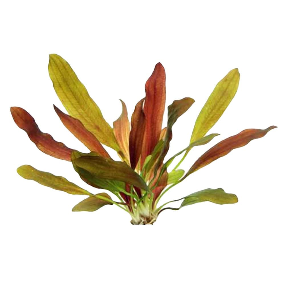 Amazon Sword Echinodorus Red Rubin Medium - Fast Growing & Colorful Plant – Mid-Ground Positioning - All Natural & Organic Aquatic Plant - Long Lasting & Easy to Care