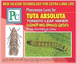 Pheromone Trap and Lure Complete Set for Tuta absoluta (Tomato Leaf Miner) (Qty:10 No's)