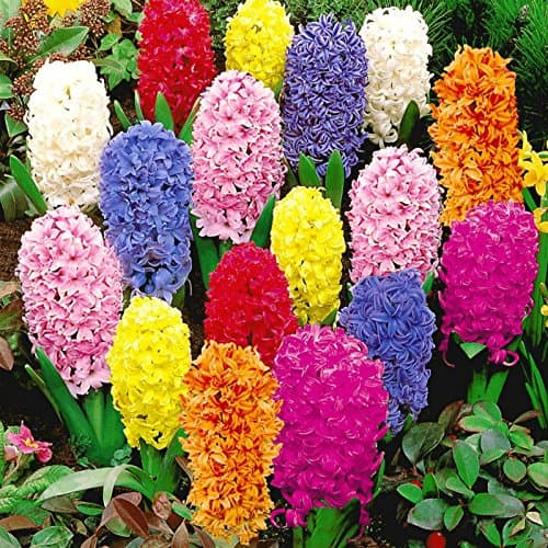 3 x Mixed Hyacinth Bulbs size 15/16 Fragrant - Spring red blue white purple yellow flowers plants Hyacinthus - Free UK P & P